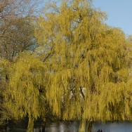 two lovers sitting on a bench underneath a weeping willow in Hampstead Heath, Highgate, London, UK