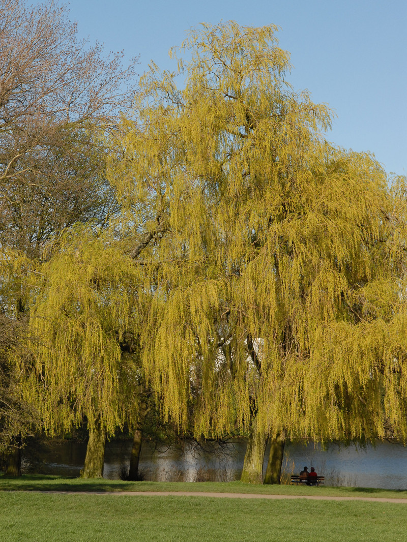 two lovers sitting on a bench underneath a weeping willow in Hampstead Heath, Highgate, London, UK