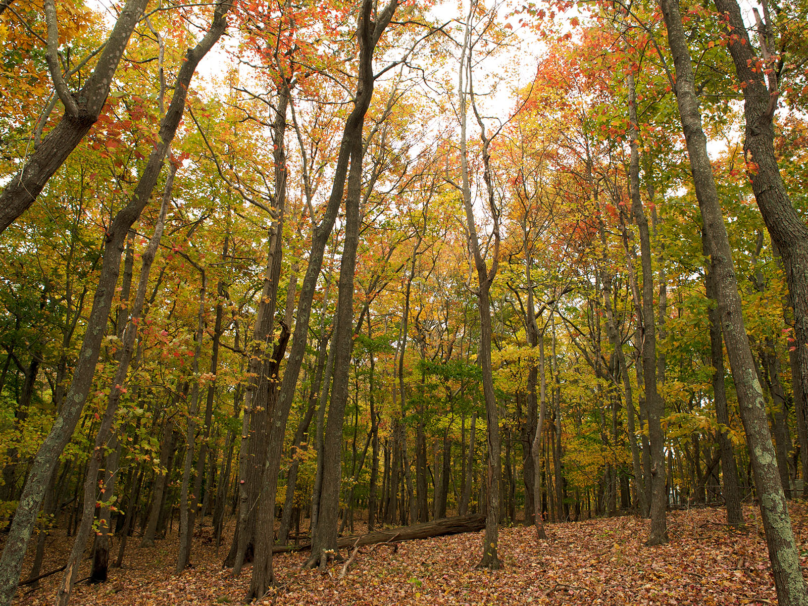 forest in autumn on Shelter Island, New York, USA