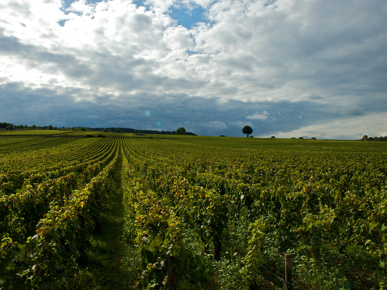 vineyards covering the hills near the village of Chambolle-Musigny in Burgundy, France
