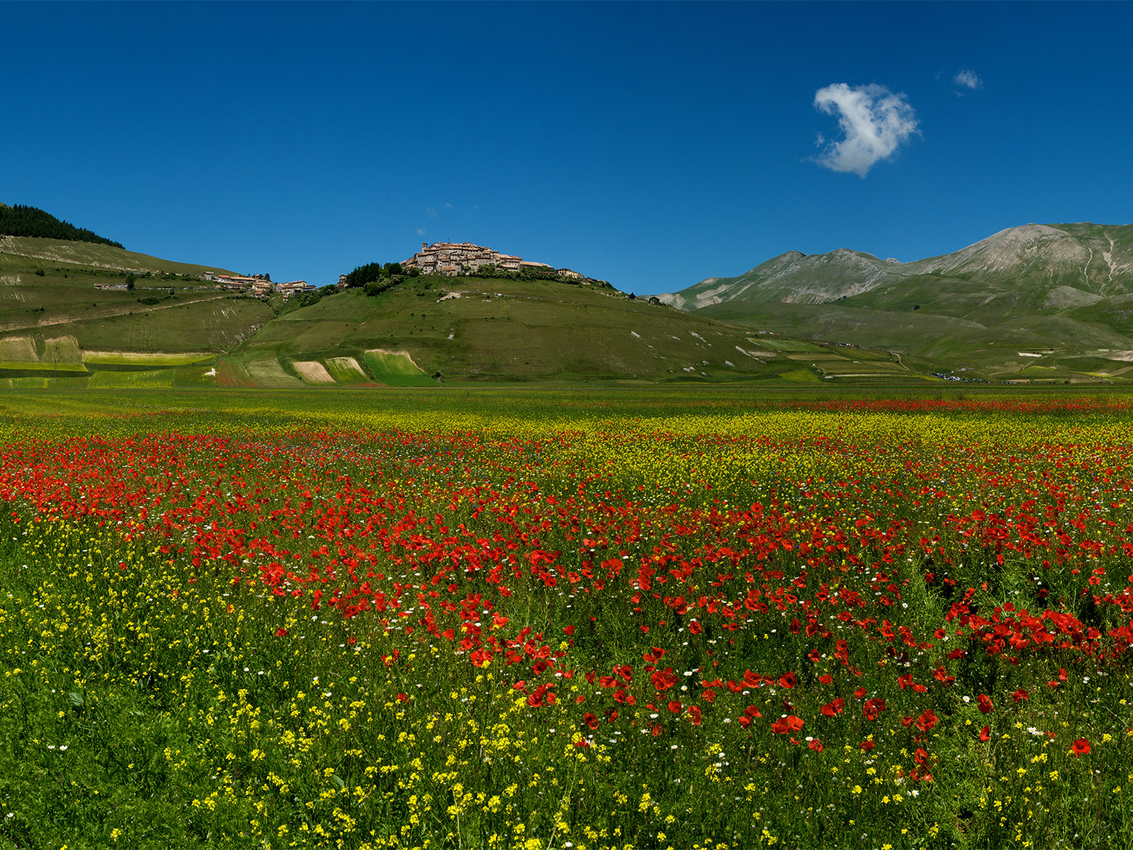 flower fields in full bloom below the small town of Castelluccio in Umbria, Italy