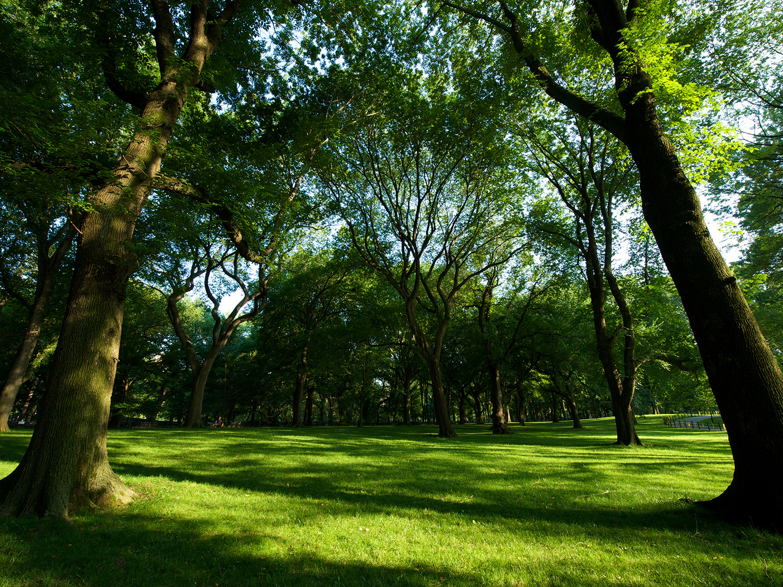 green canopy of trees in Central Park, New York, USA