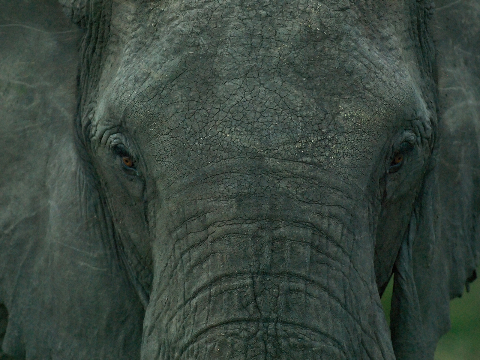 an Elephant stare into the camera in the Masai Mara, Kenya