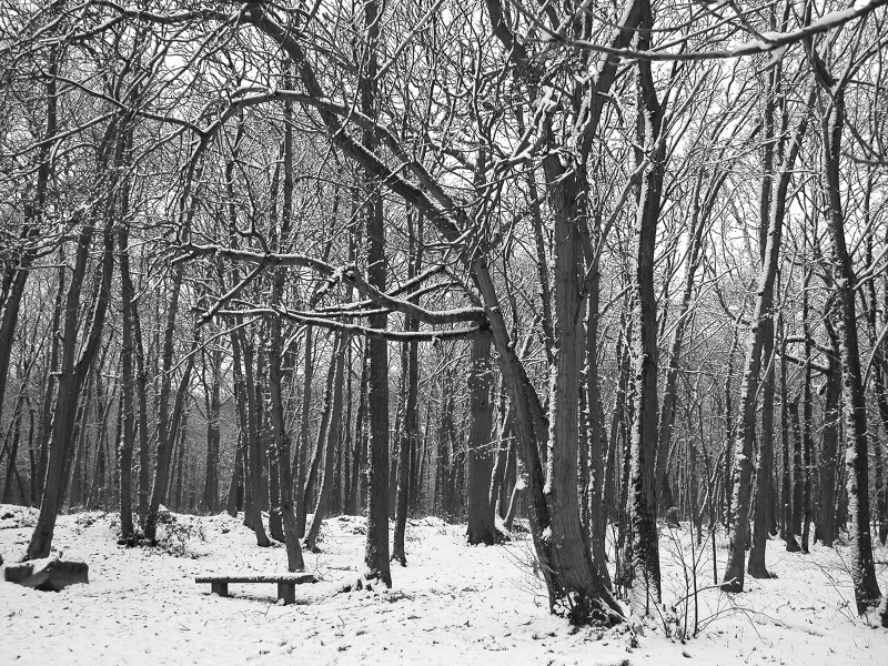 a snow covered forest near Paris, France