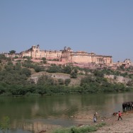 elephants watering in front of the Amber Fort near Jaipur, Rajasthan, India