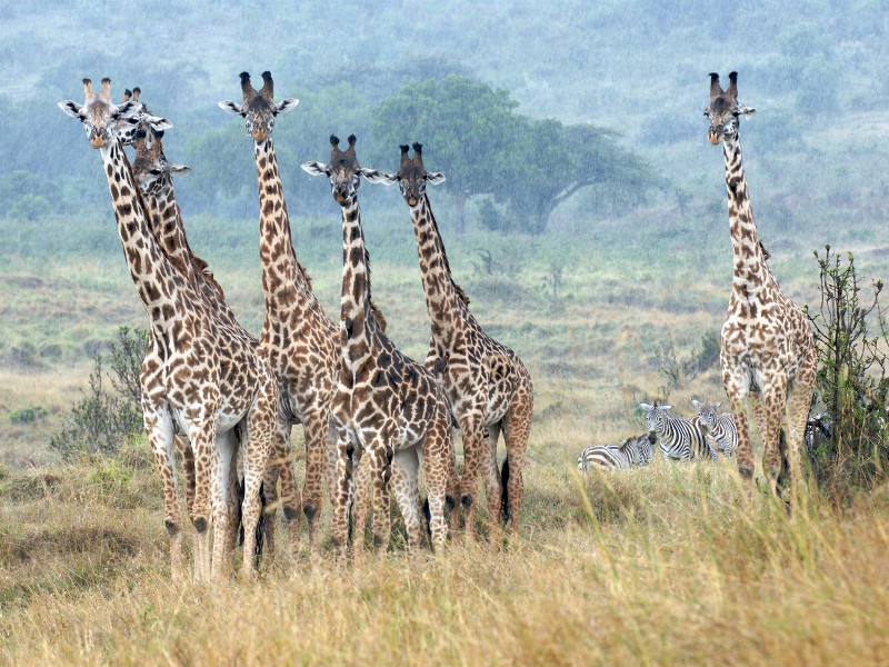 Giraffes standing really still in the rain in the Masai Mara, Kenya