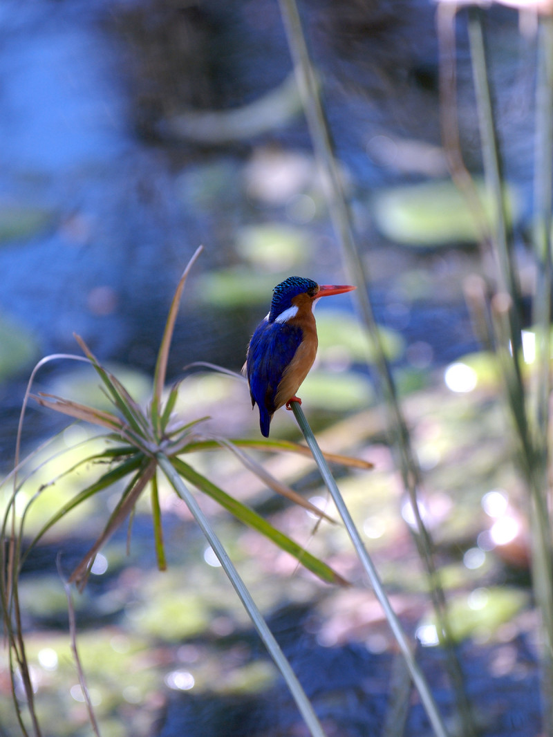 a Malachite Kingfisher bird by a pond in the Masai Mara, Kenya