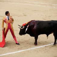 a torero defies the bull in the ring before killing him at a corrida in Las Ventas, Madrid, Spain