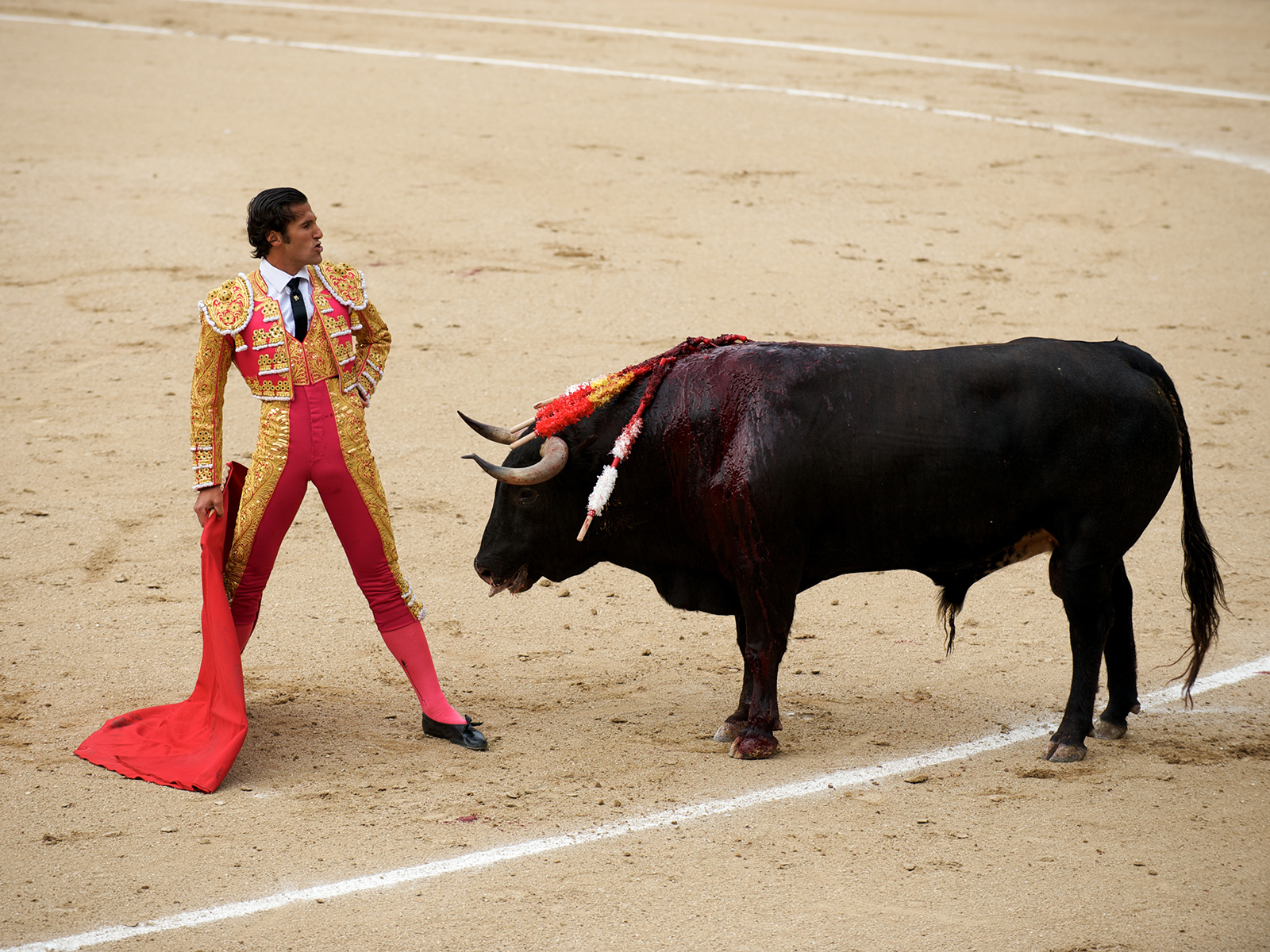 a torero defies the bull in the ring before killing him at a corrida in Las Ventas, Madrid, Spain