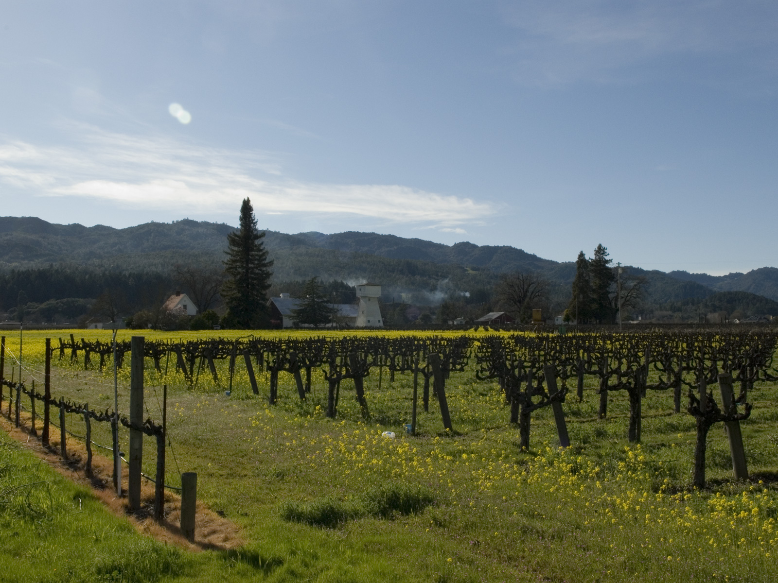 the vineyards of Napa Valley, California, USA
