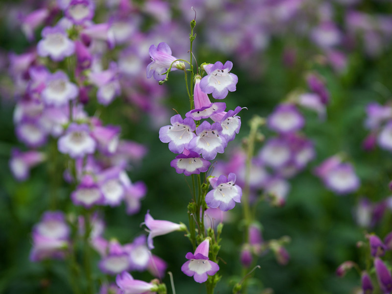 Purple Field